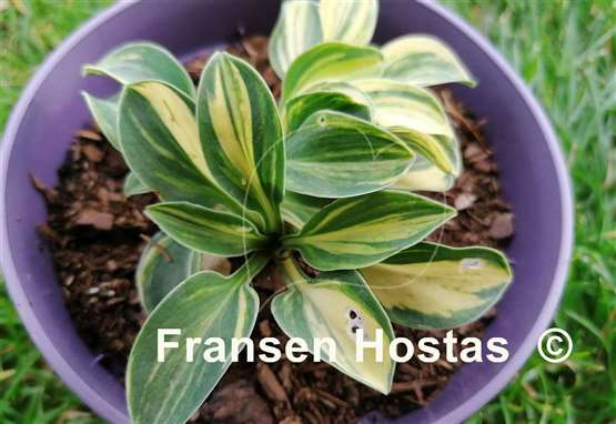Hosta Mouse Party